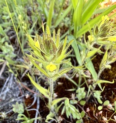 Castilleja tenuis