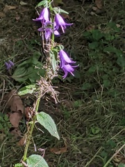 Campanula rapunculoides