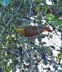 Anabacerthia lichtensteini