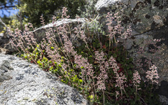 Heuchera hirsutissima