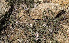 Erigeron breweri jacinteus