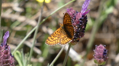 Melitaea deione