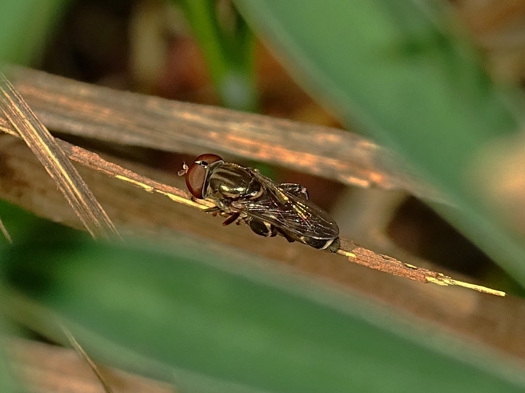 Tropidia flavimana