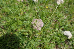 Mutellina purpurea