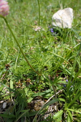 Mutellina purpurea