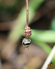 Orsilochides scurrilis