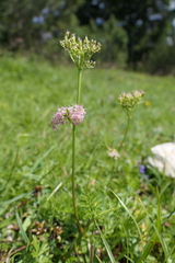 Mutellina purpurea