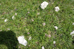 Mutellina purpurea