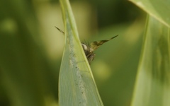 Melieria