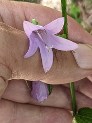 Campanula rapunculoides