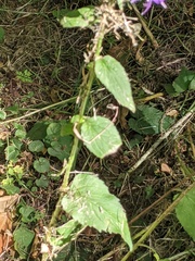 Campanula rapunculoides