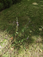 Campanula rapunculoides