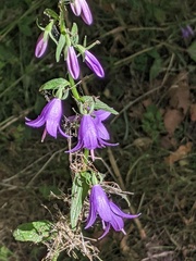Campanula rapunculoides