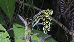 Epidendrum parviflorum