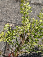 Lepidium ruderale