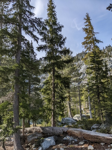Brewer's spruce (Picea breweriana)