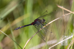 Leucorrhinia rubicunda
