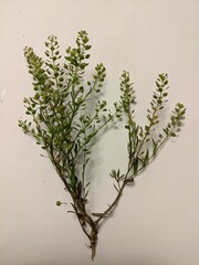 Lepidium ruderale