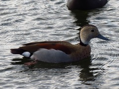 Callonetta leucophrys