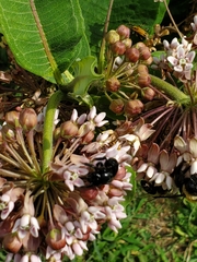 Xylocopa micans