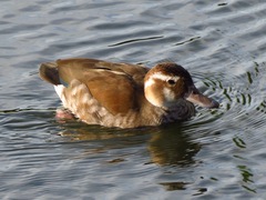 Callonetta leucophrys