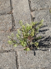 Lepidium ruderale