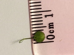 Lepidium ruderale