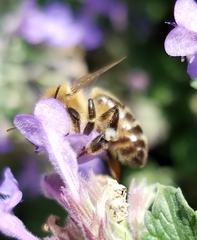 Apis mellifera