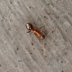 Formica pallidefulva