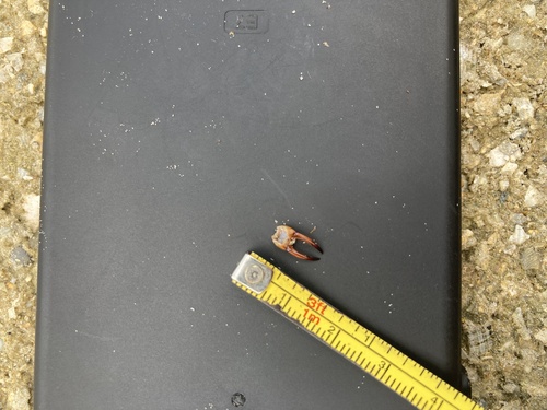 Shore Earwig photo 5
