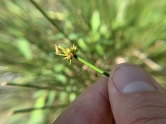 Juncus coriaceus