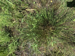 Juncus coriaceus