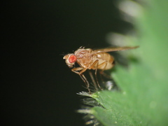 Scaptomyza adusta
