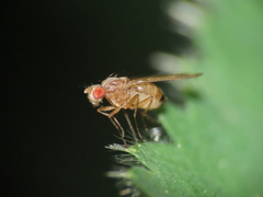 Scaptomyza adusta