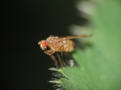 Scaptomyza adusta