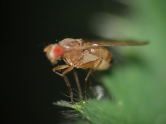 Scaptomyza adusta