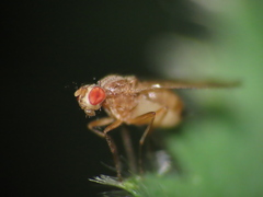 Scaptomyza adusta
