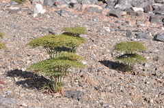 Eriogonum rixfordii