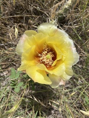 Opuntia cymochila