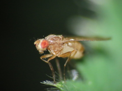 Scaptomyza adusta
