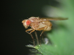 Scaptomyza adusta