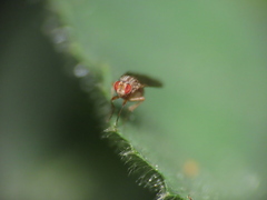 Scaptomyza adusta
