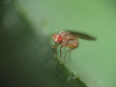 Scaptomyza adusta