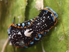 Camachoaglaja berolina