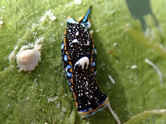 Camachoaglaja berolina