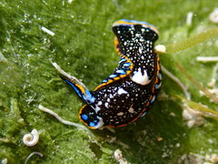 Camachoaglaja berolina