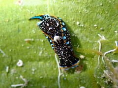 Camachoaglaja berolina