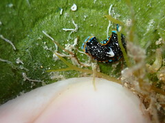 Camachoaglaja berolina