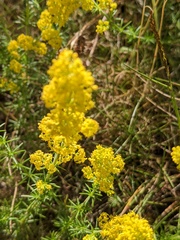 Galium verum