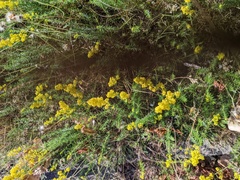 Galium verum